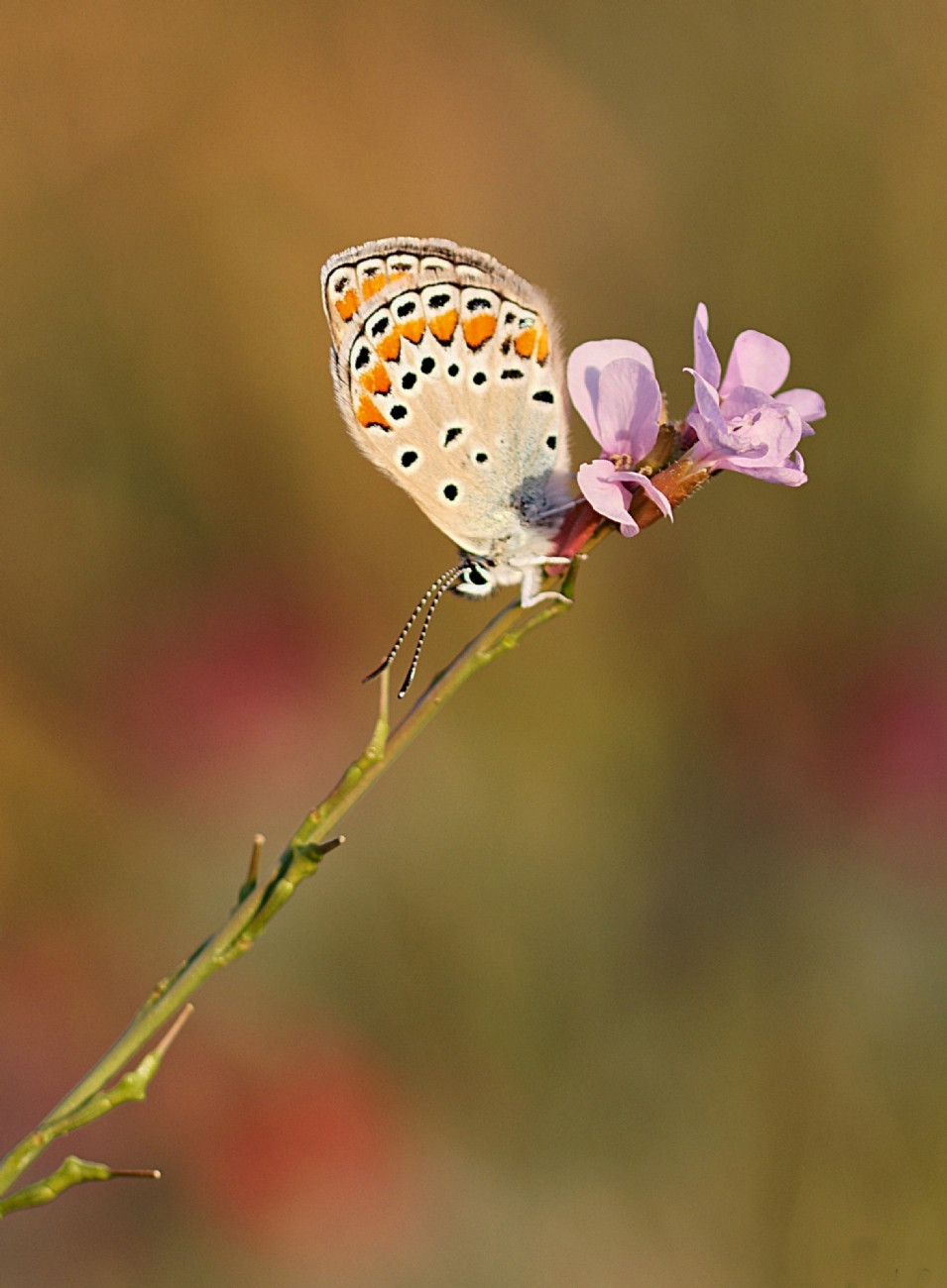 כחליל קליאופטרה 