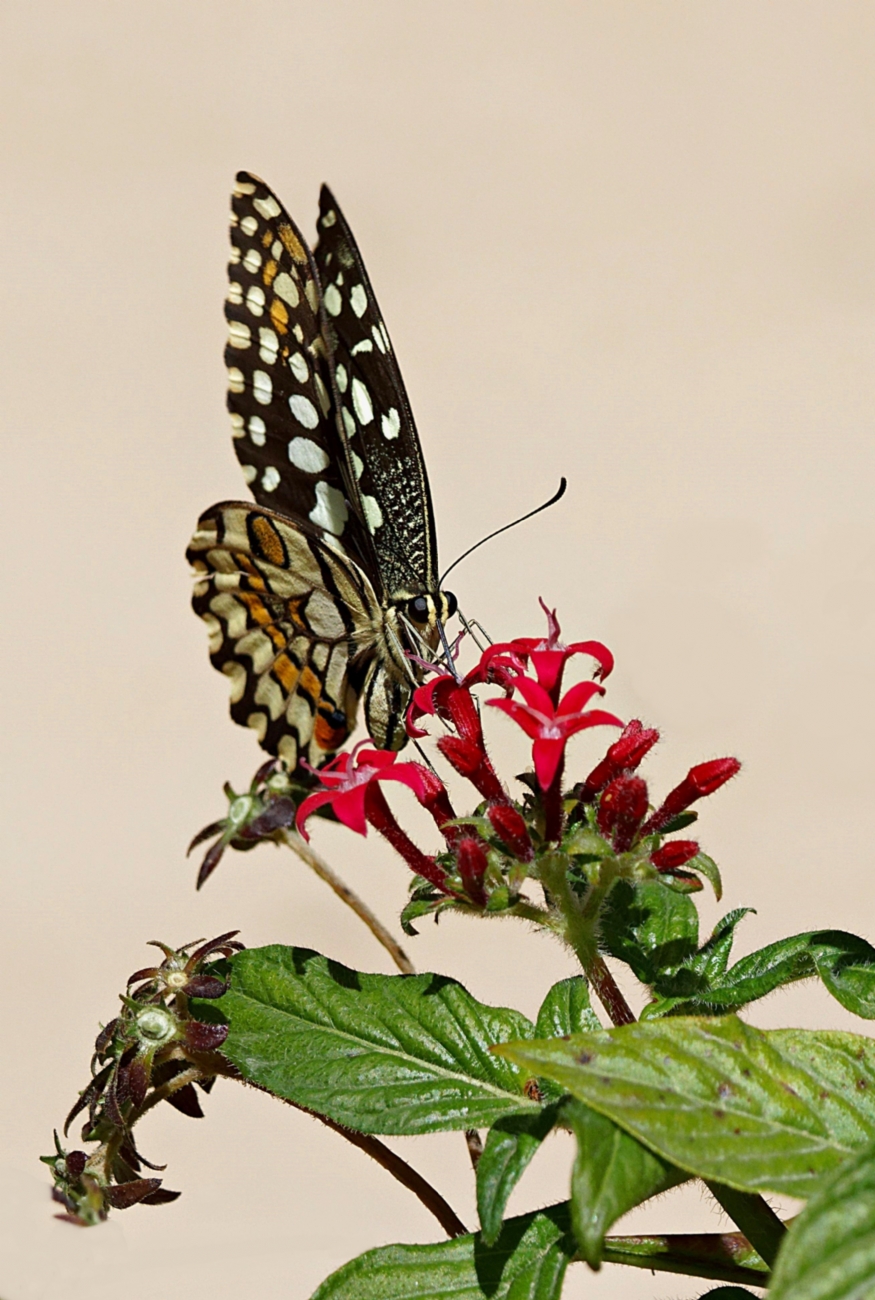 זנב סנונית הלימון