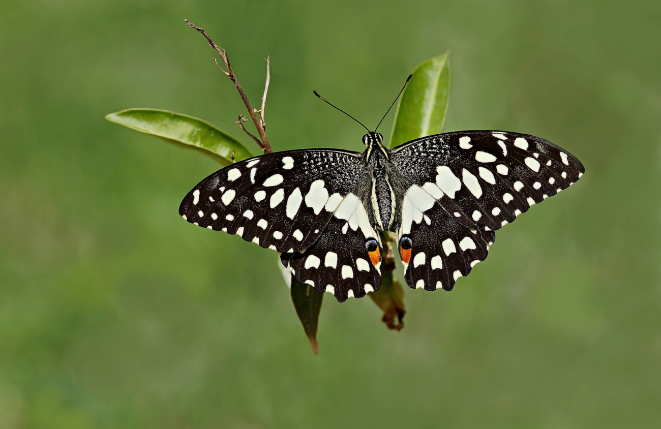 ‏‏זנב סנונית הלימון