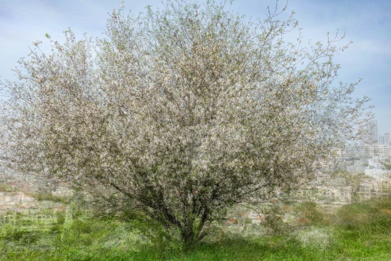 צילום: יהושע רעיף