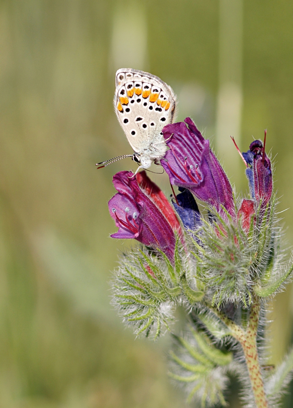 כחליל קליאופטרה 
