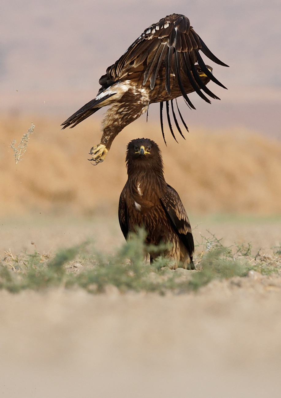 עיט צפרדעים