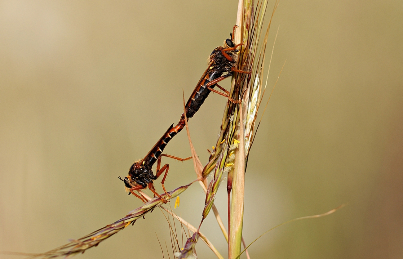 Robber flies