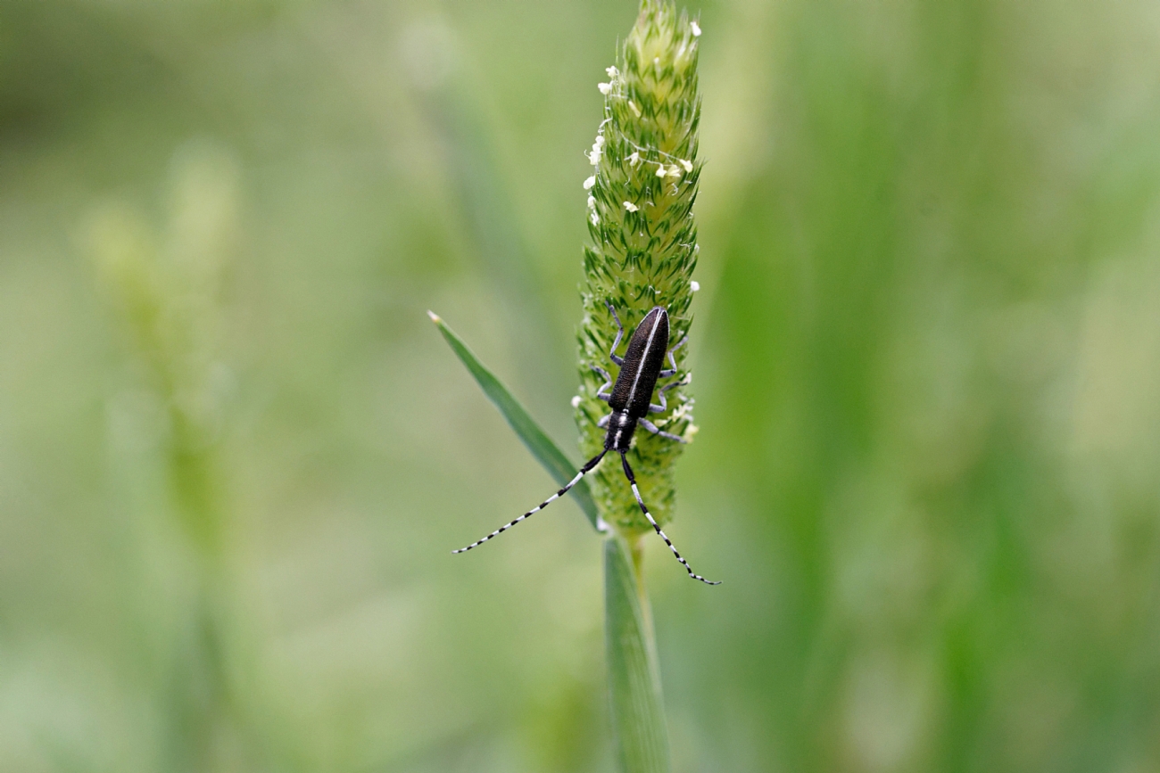 יקרונית החריע