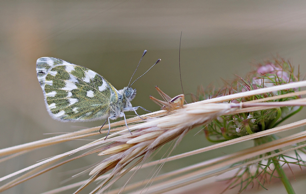לבנין הרכפה