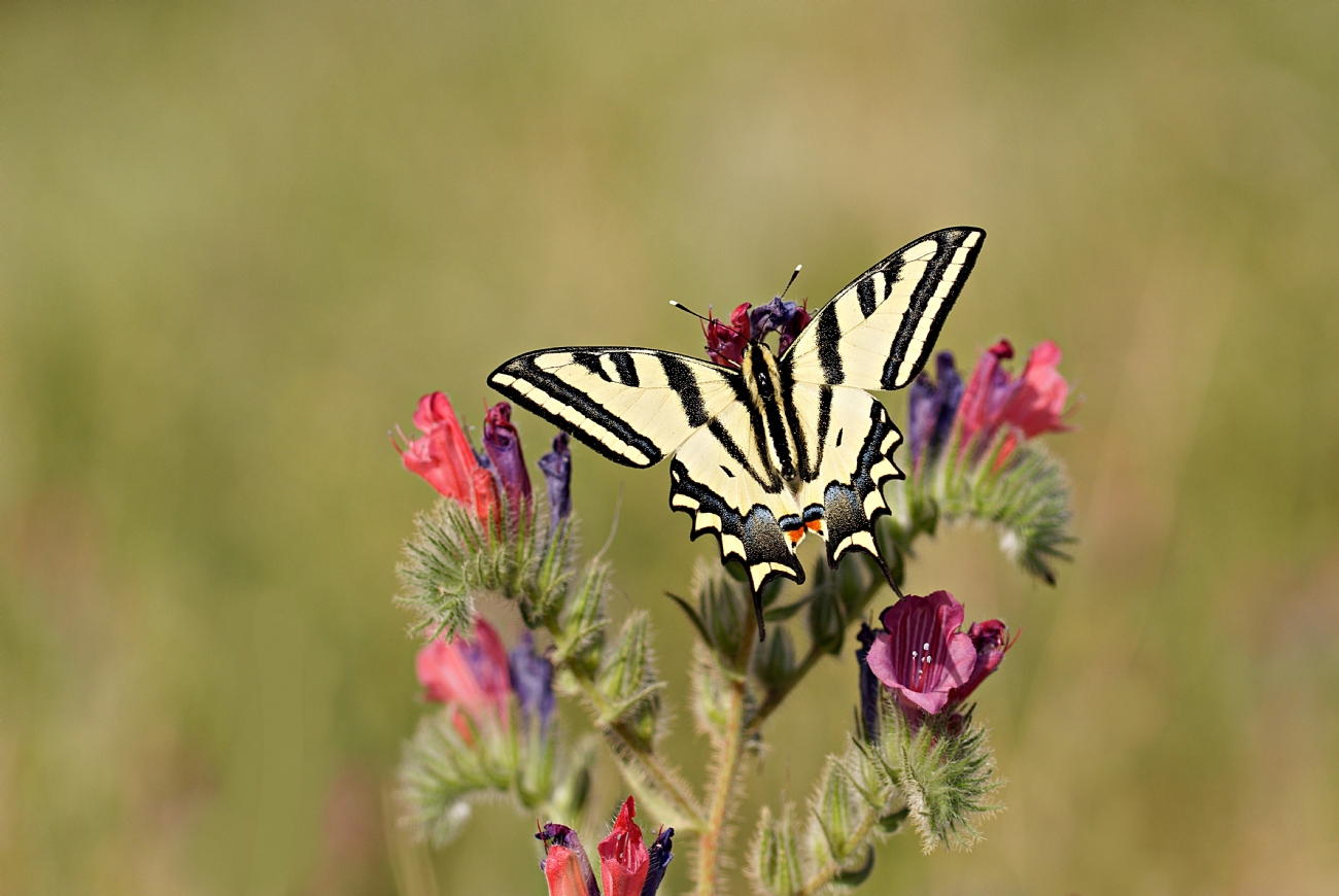 זנב סנונית המכבים