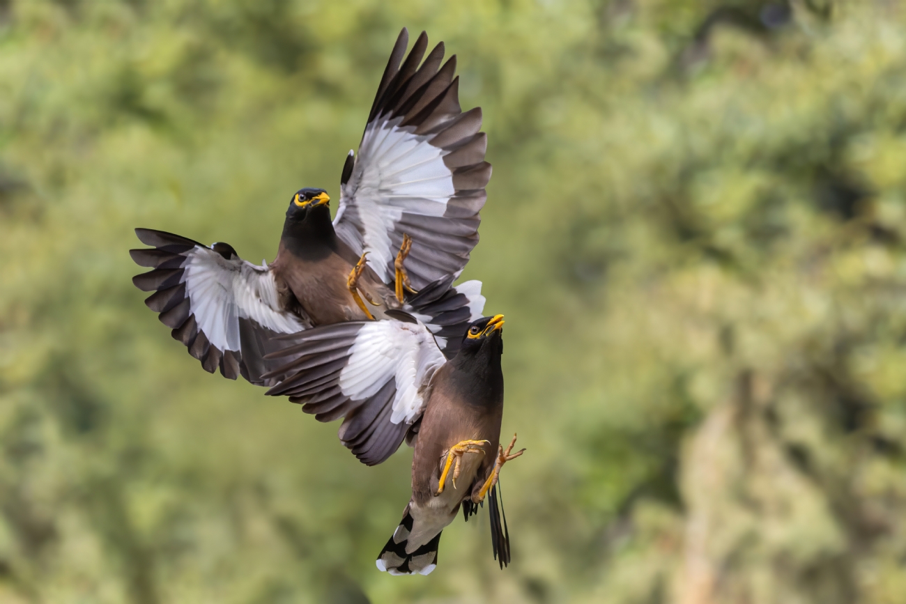 מינות ליד הבית