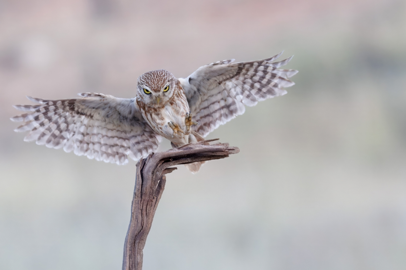 הראשון לעונה 2026