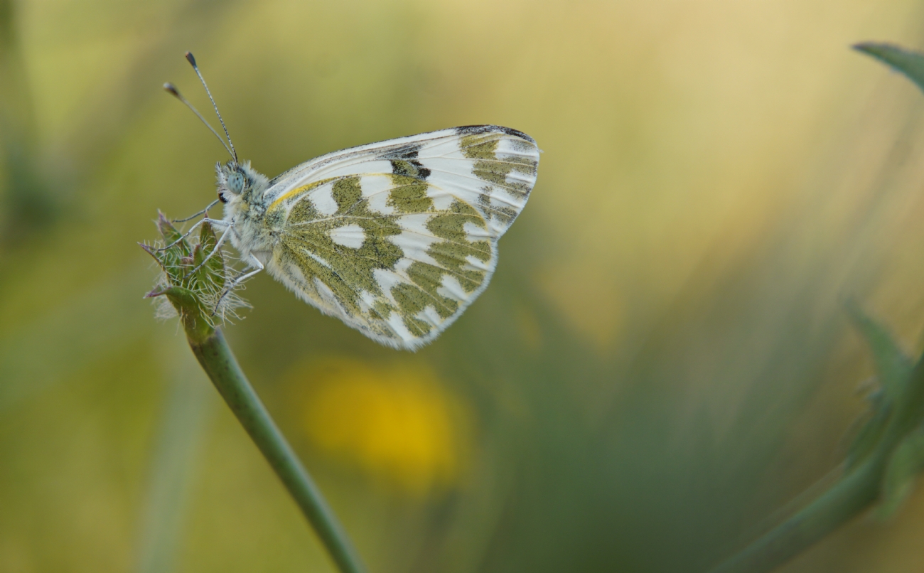 לבנין הרכפה