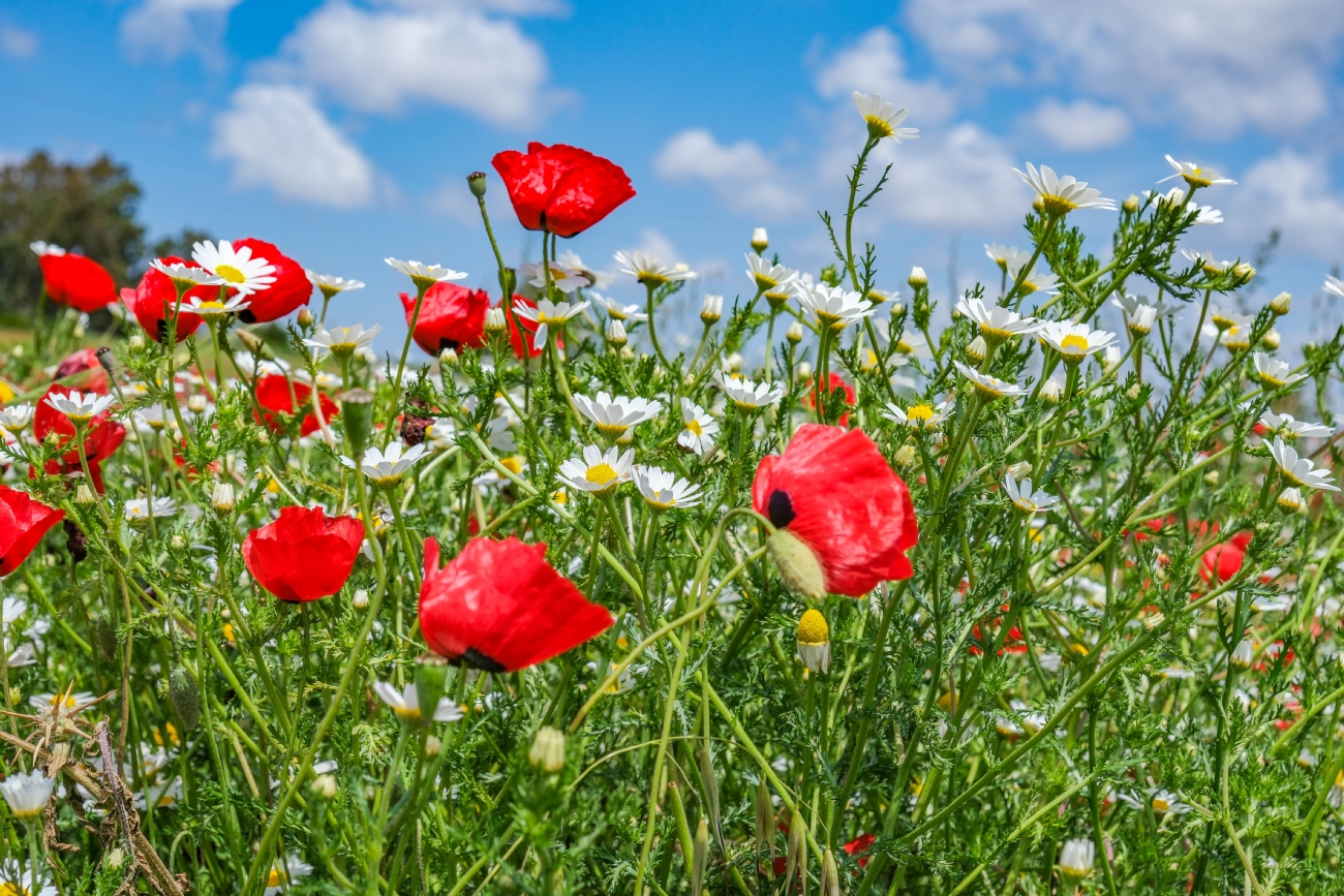 פריחה אביבית