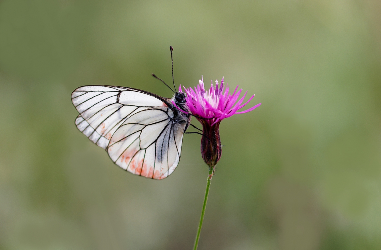 רשתן העוזרר