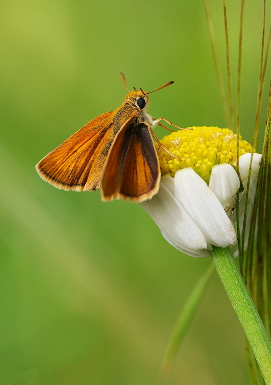 נחושת השעורה