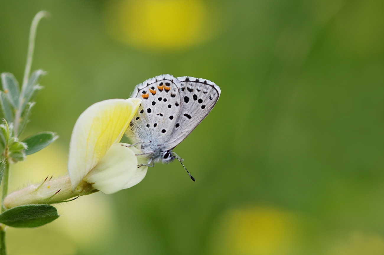 תכליל האזוב