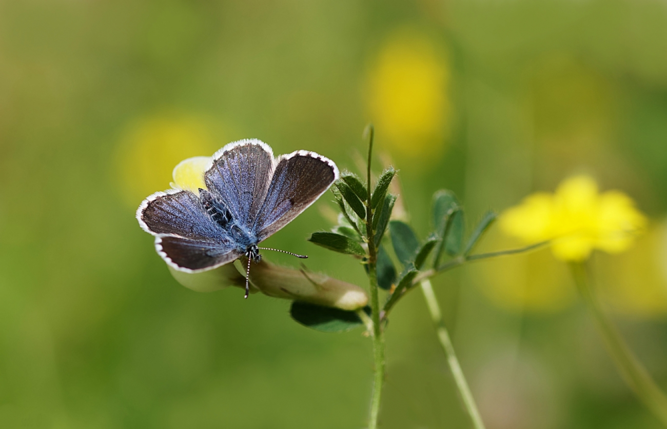 תכליל האזוב