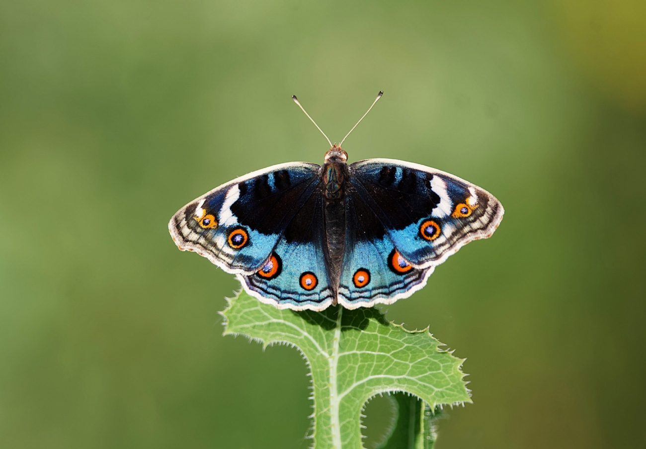 נימפית כחולה