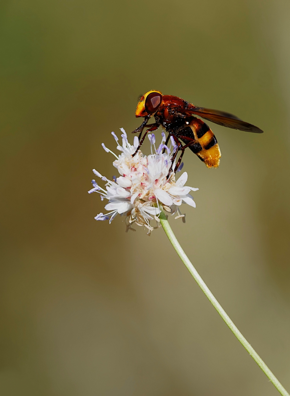 Volucella zonaria 