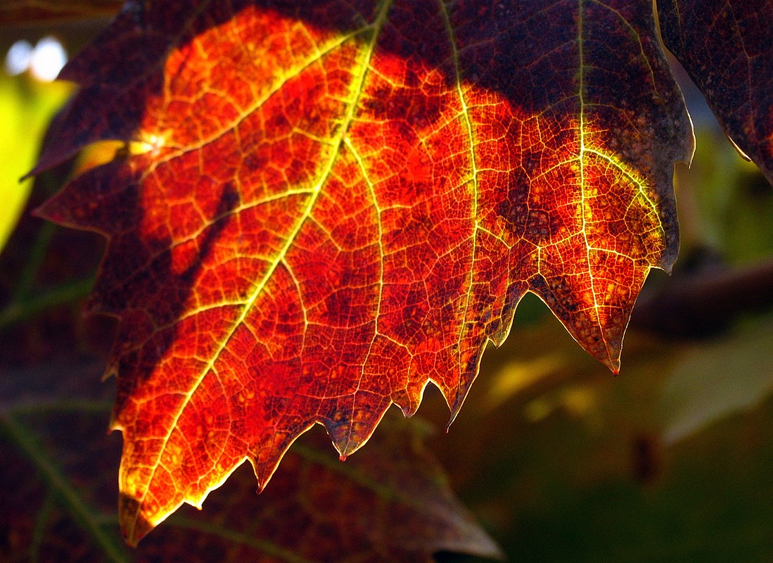 אייל ורטהימר