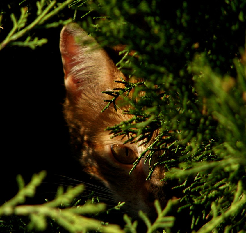 אורלי דורון