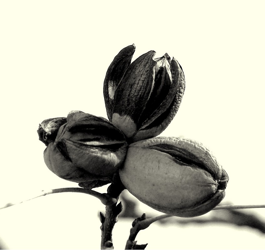 אורלי דורון