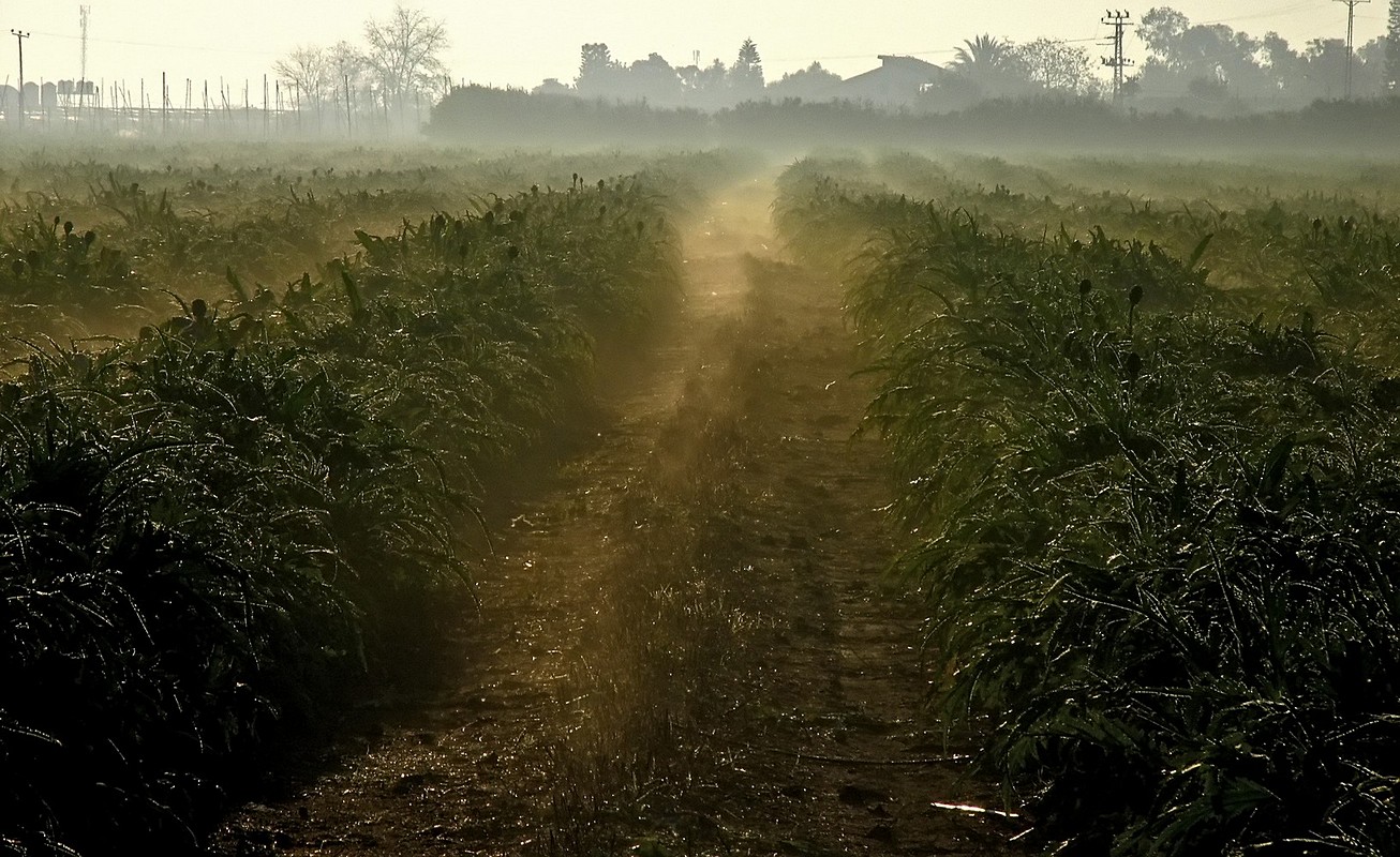אייל ורטהימר