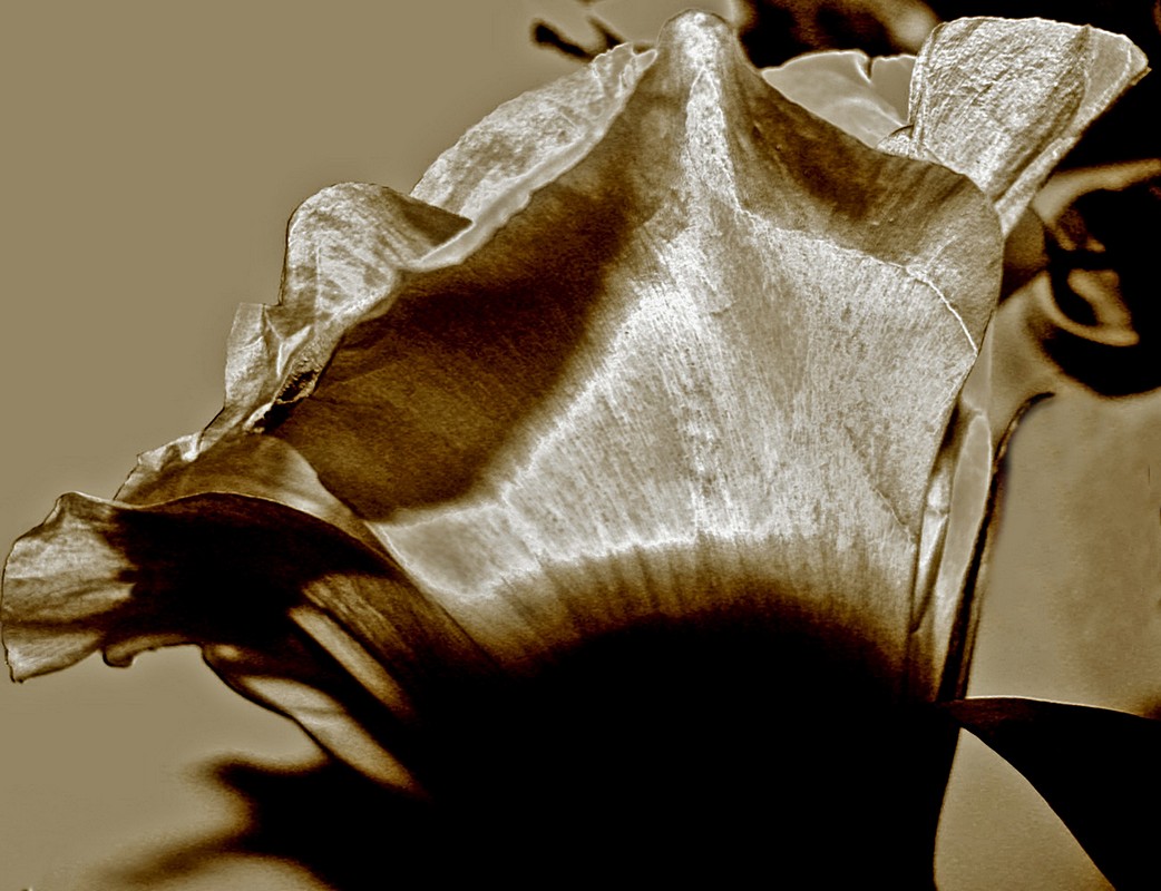 אורלי דורון