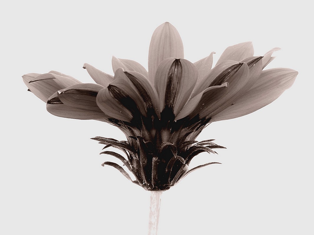 אורלי דורון