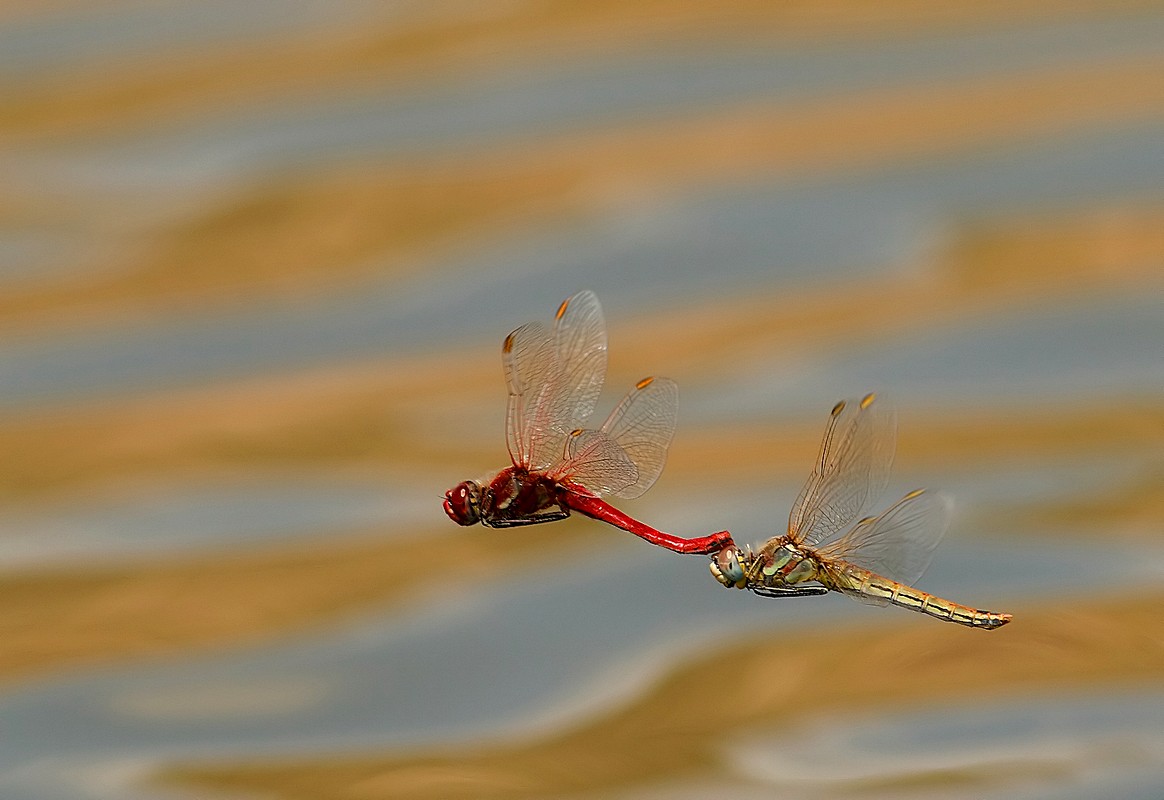 ויקטור קינה