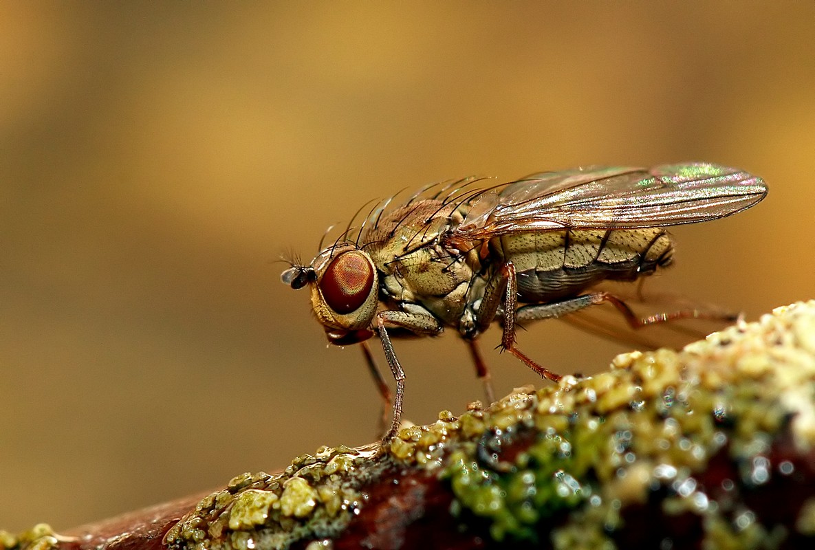 ויקטור קינה