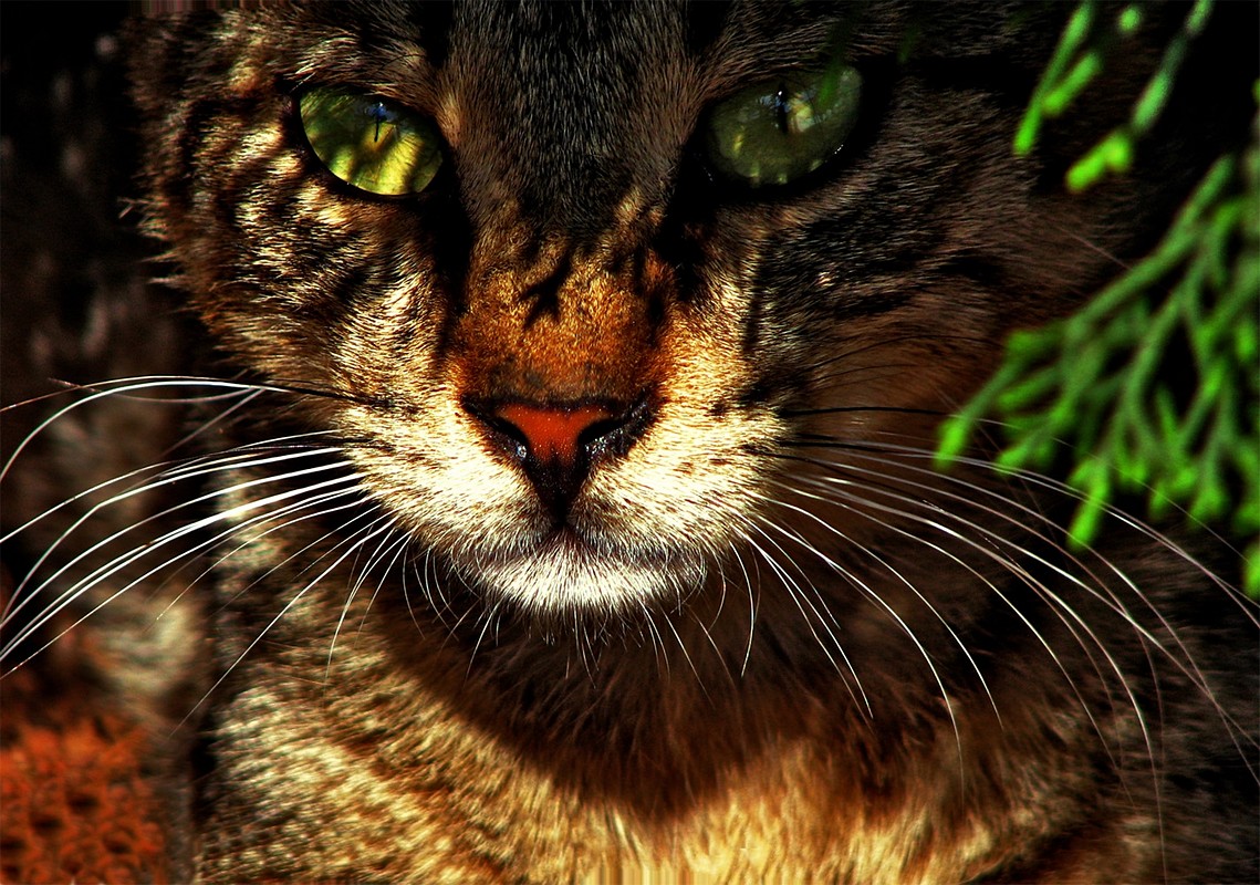 אורלי דורון