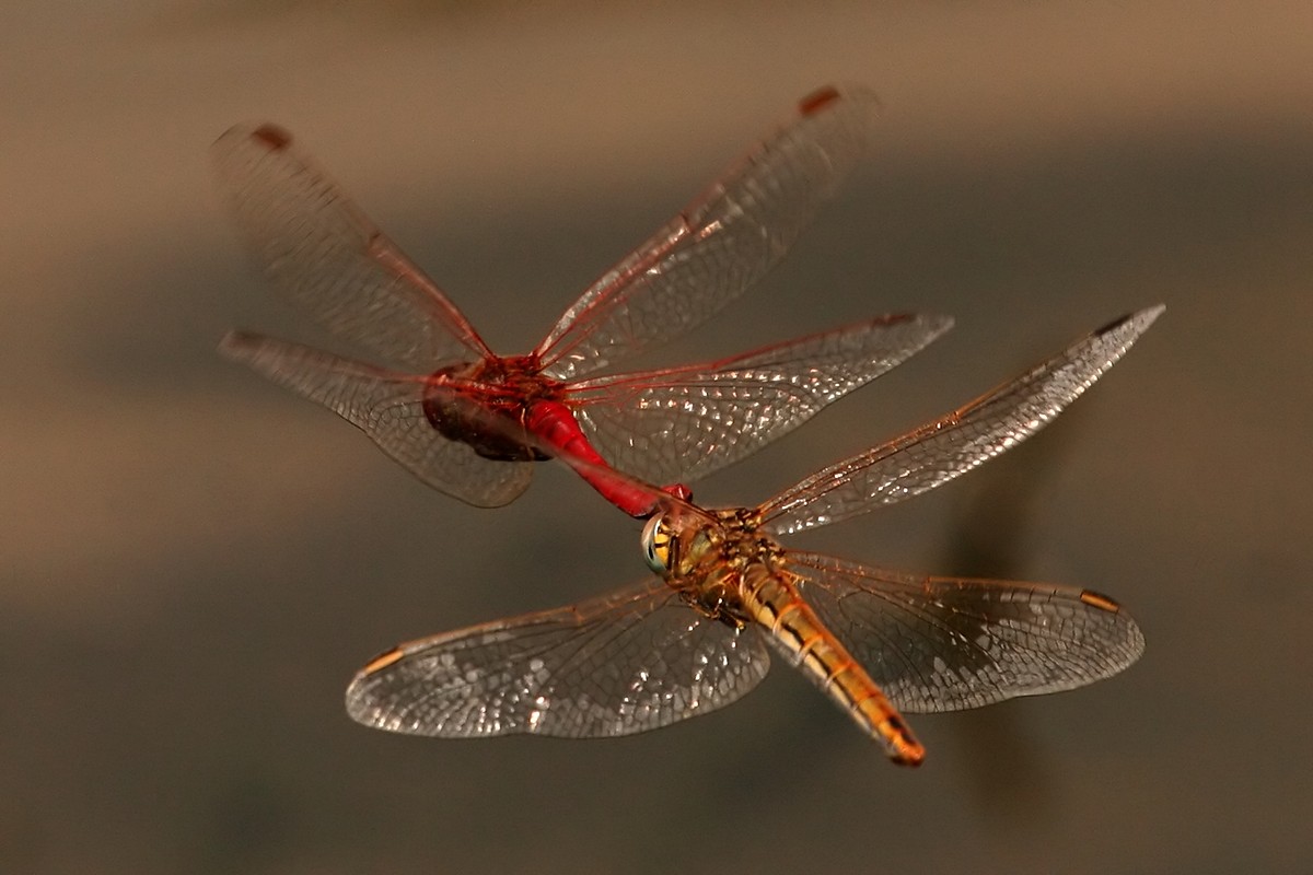 אלי יזרעאלב