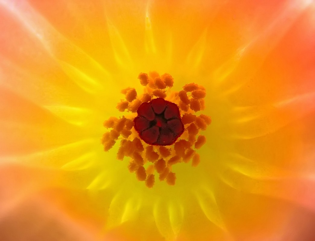 אורלי דורון