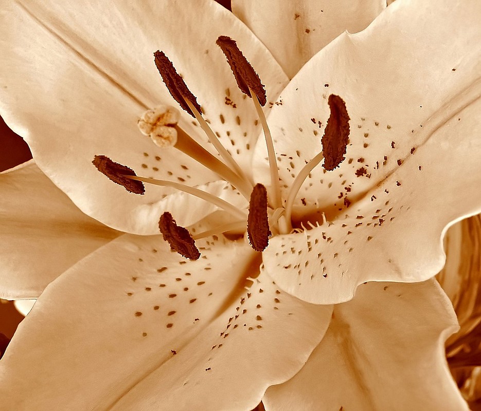 אורלי דורון