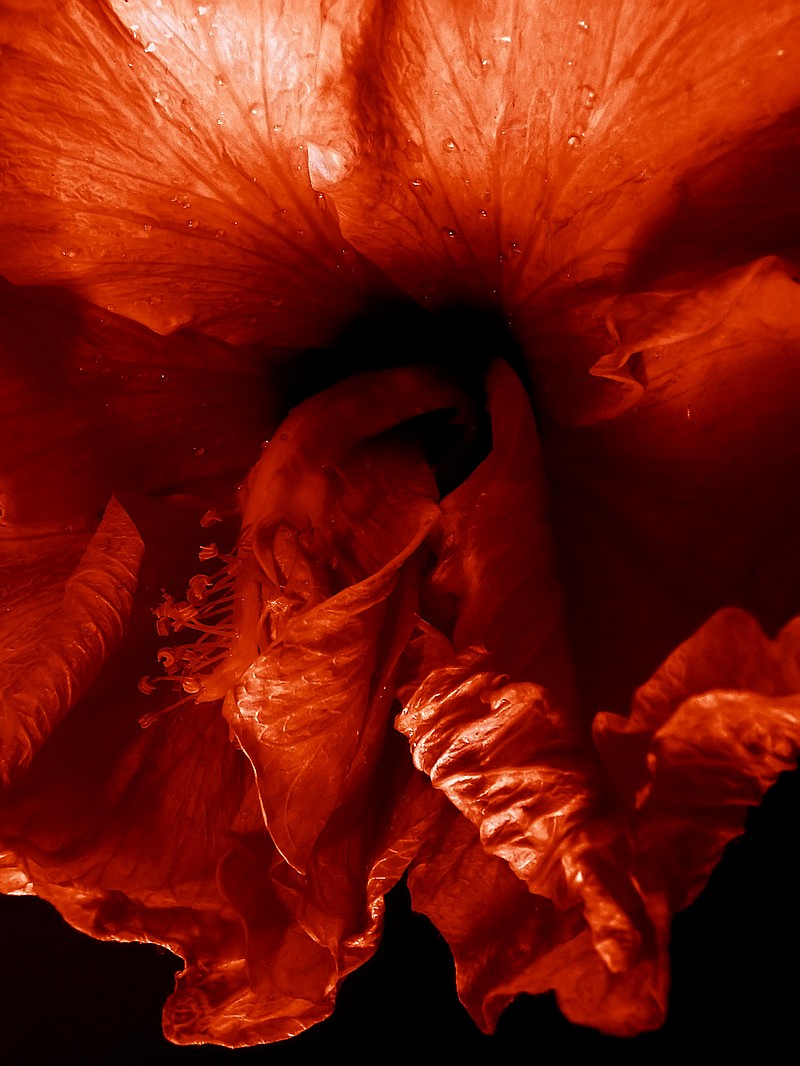 אורלי דורון