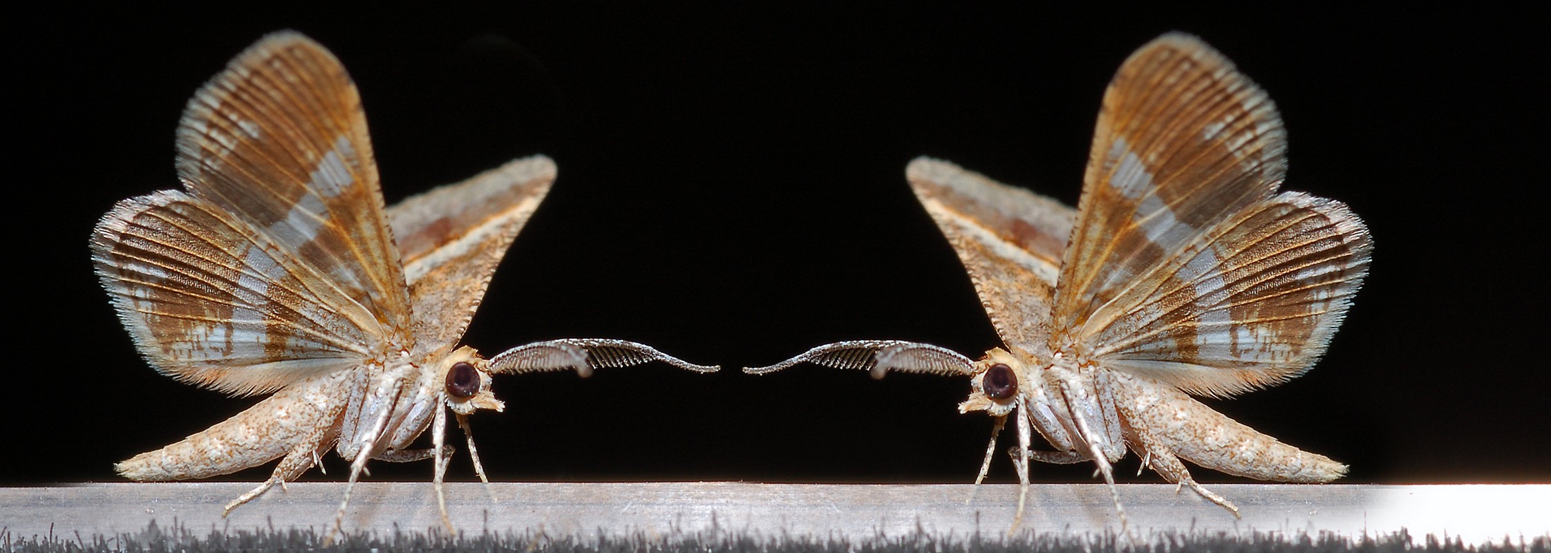 צילום: OFIR RAHIMIAN