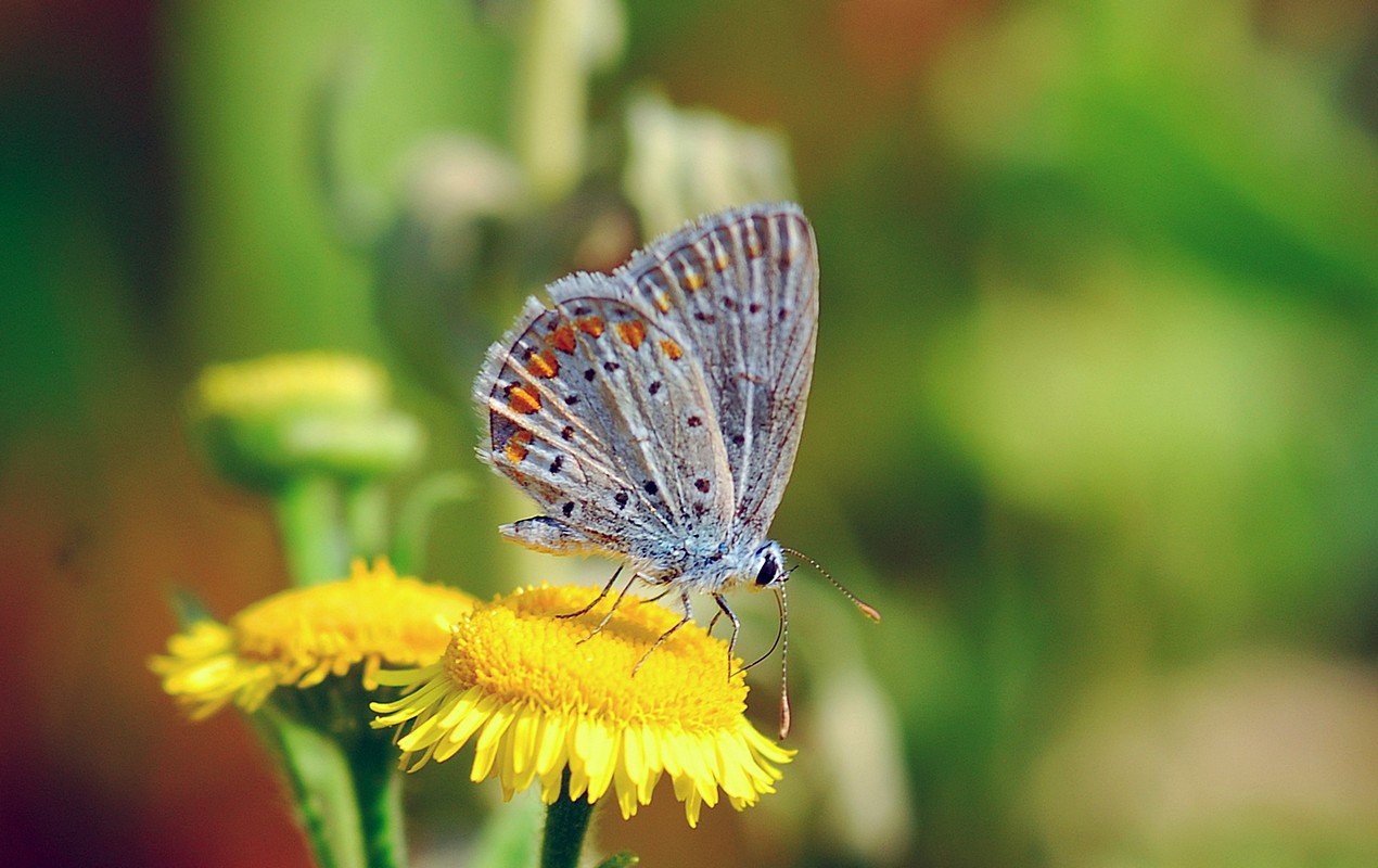 פיני  אביבי