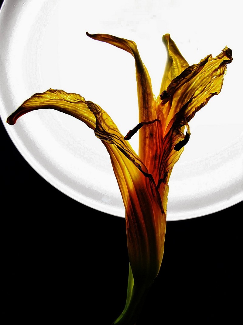 אורלי דורון