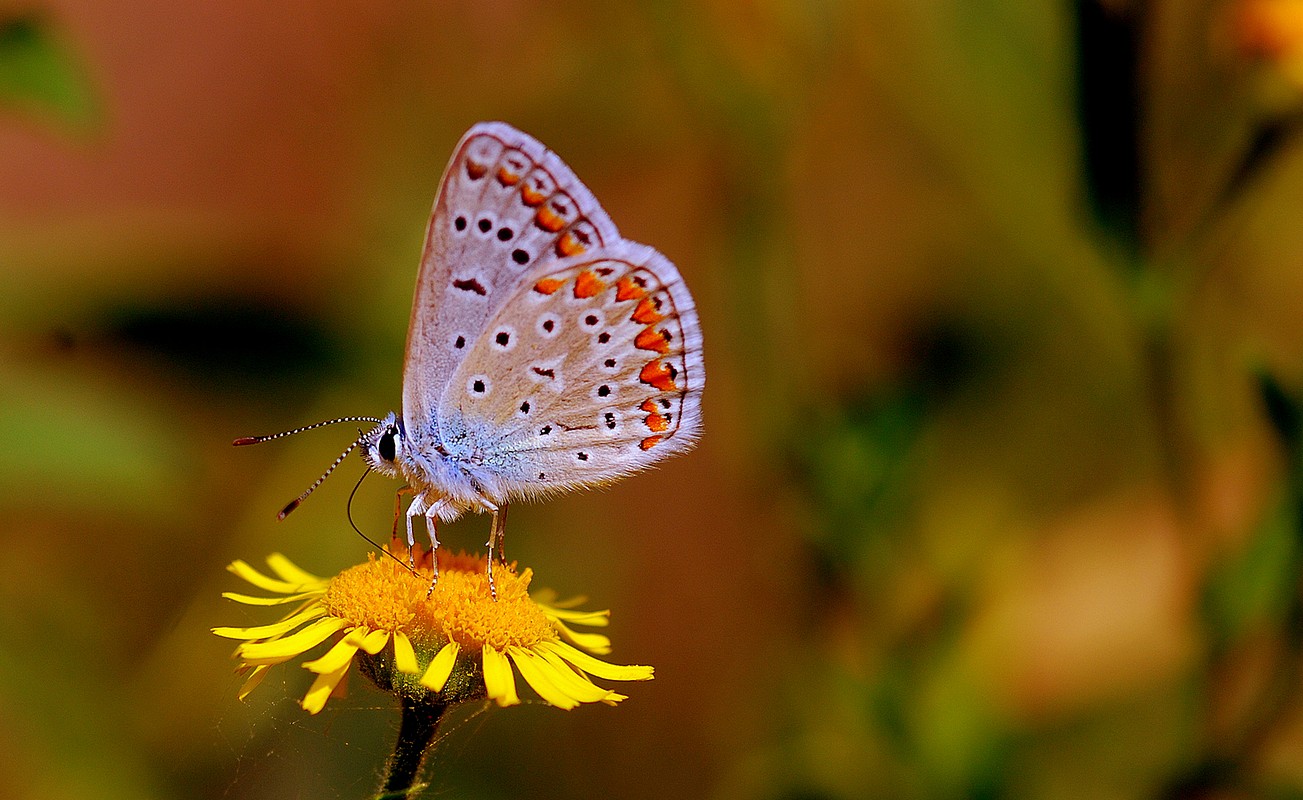 פיני  אביבי