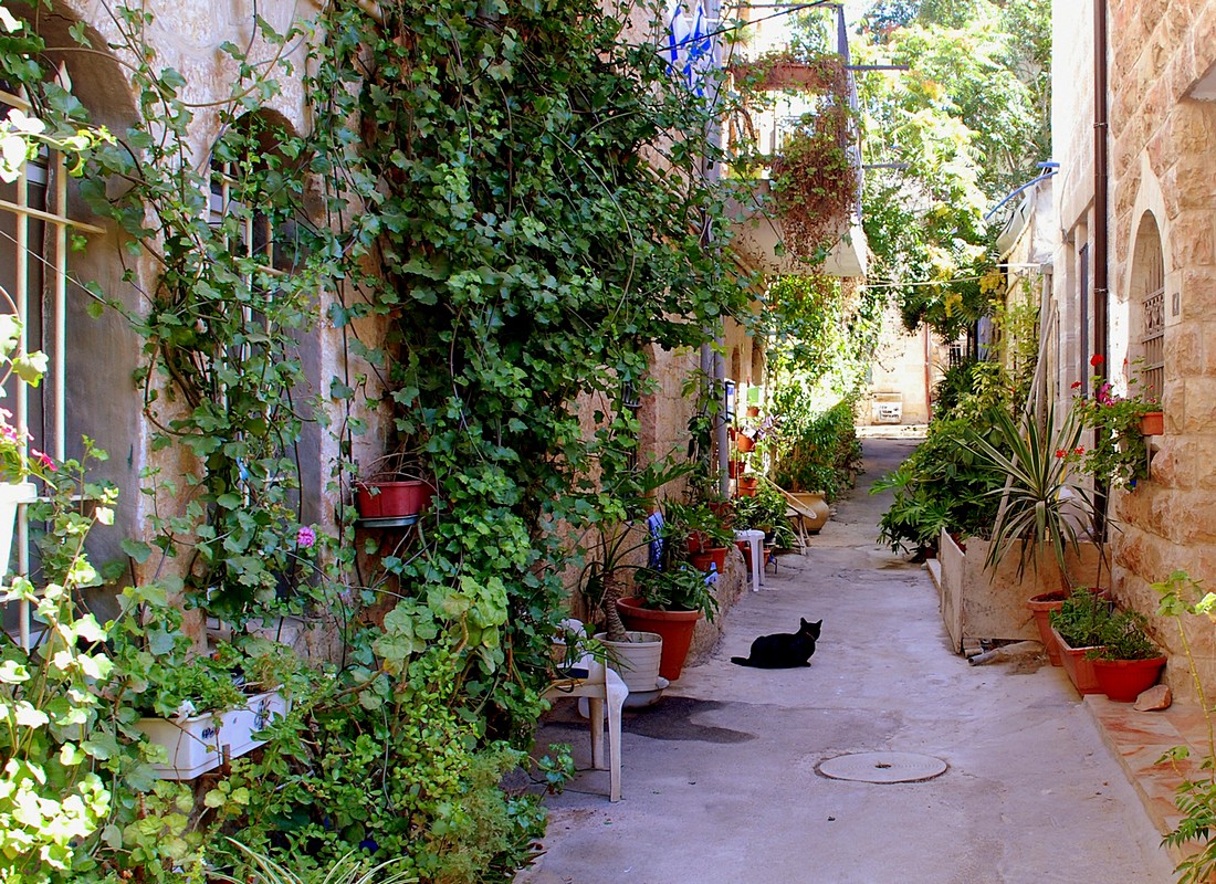 פיני  אביבי