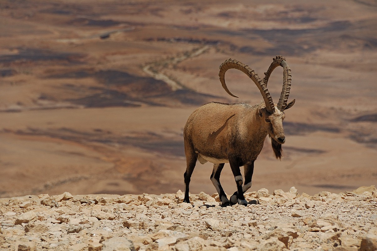 אורן סוחוי