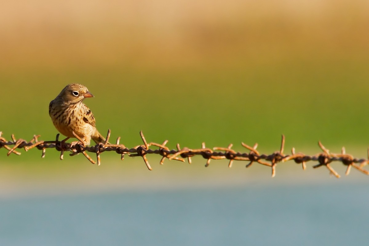 אלי יזרעאלב