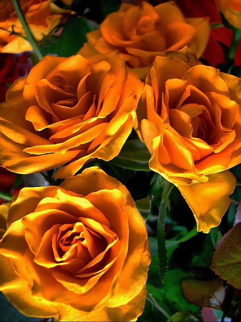 אורלי דורון