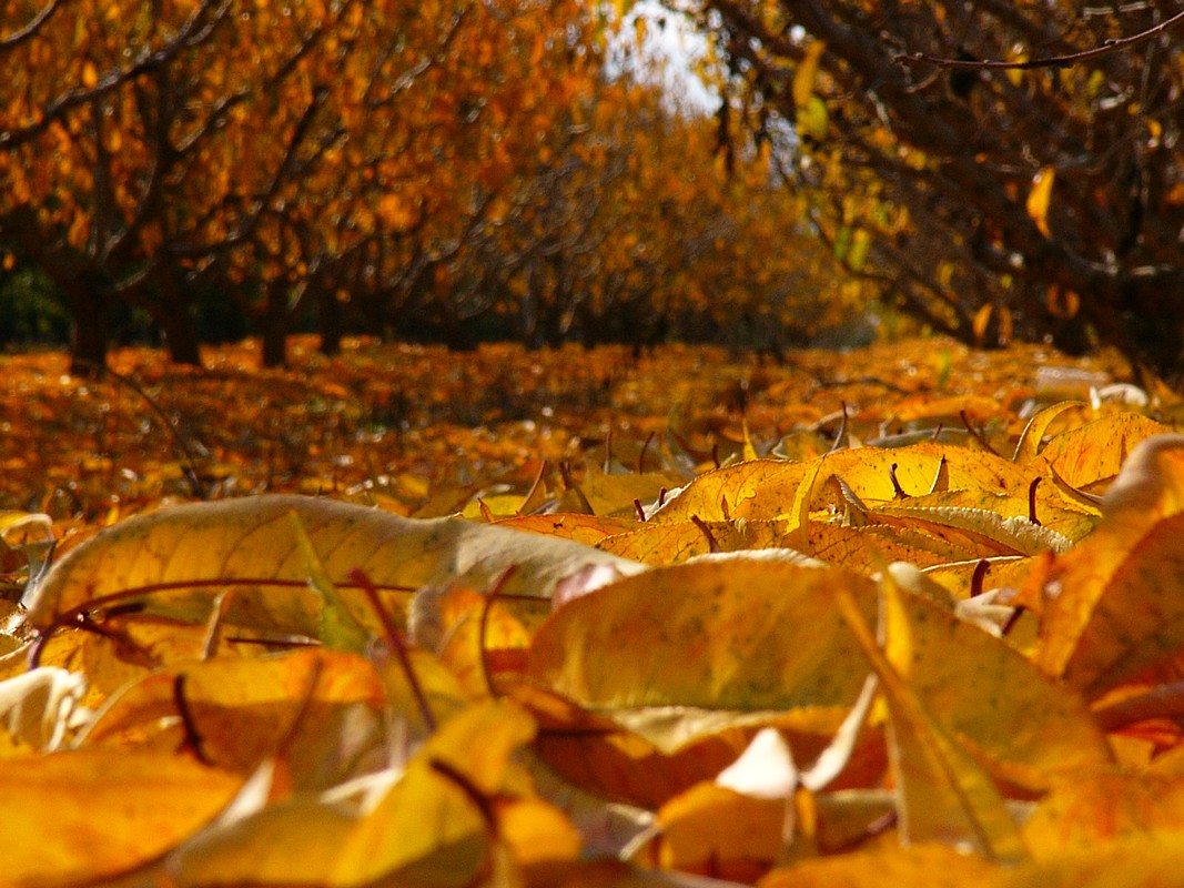אברהם ברנזון