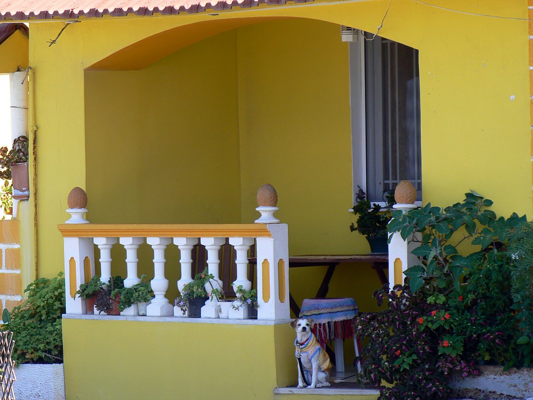 עמיחי שפירא