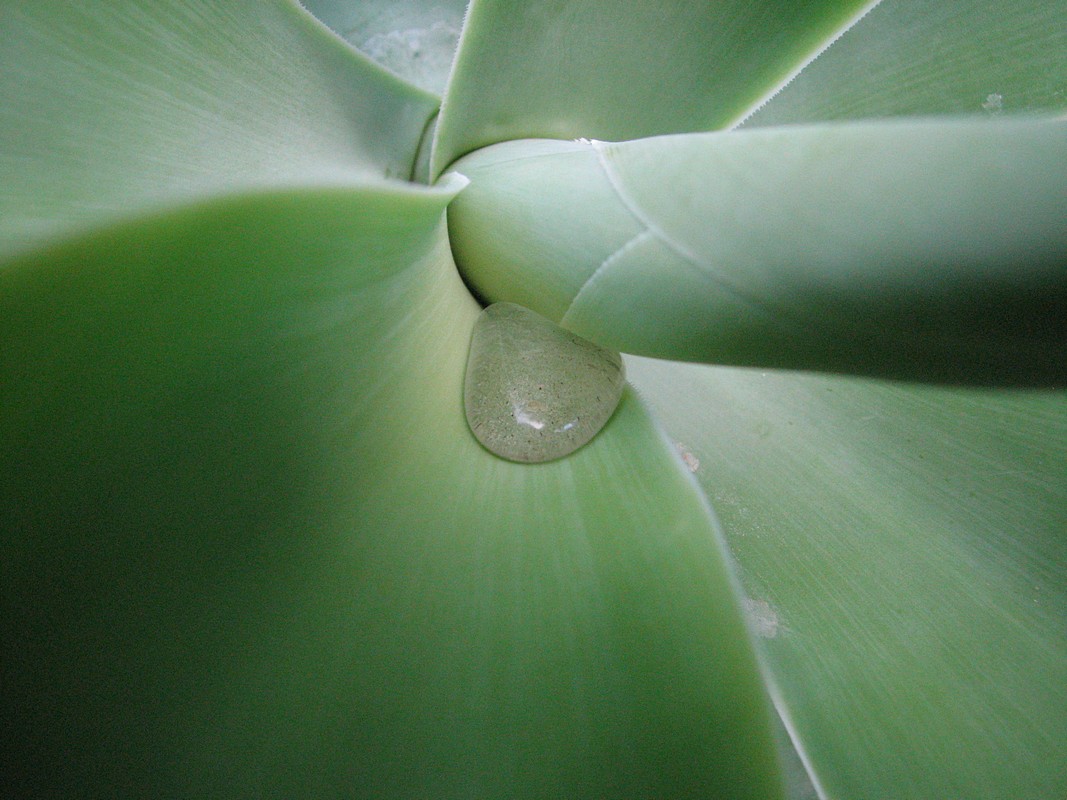 צביקה יצחקי