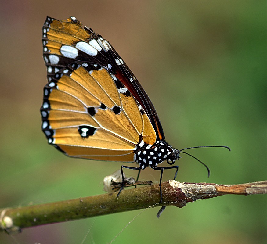 פיני  אביבי