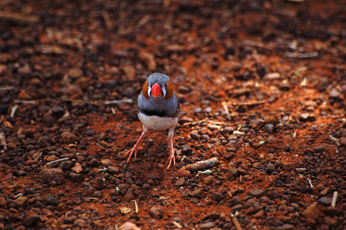 שמוליק סלוצקי
