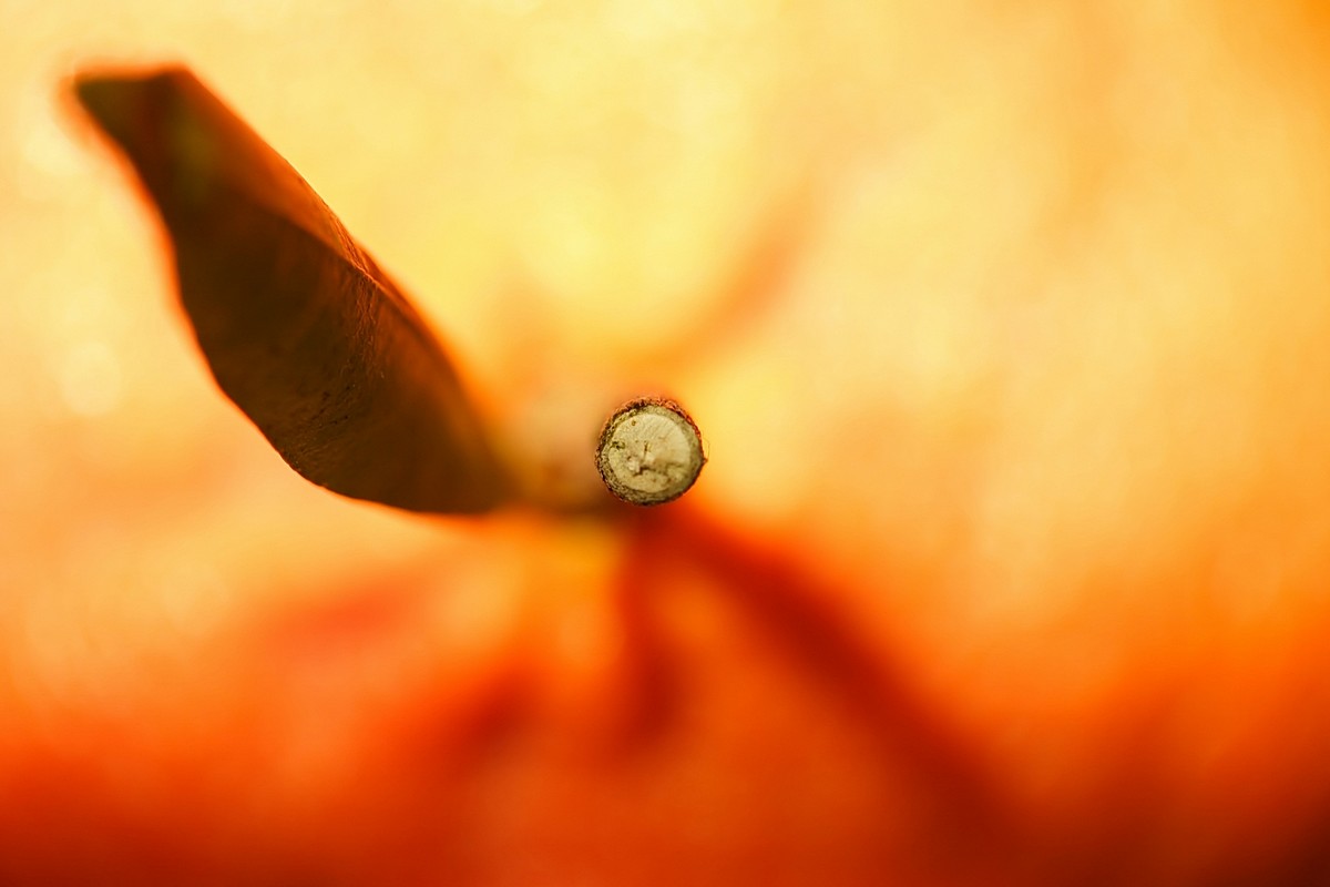 אלי יזרעאלב