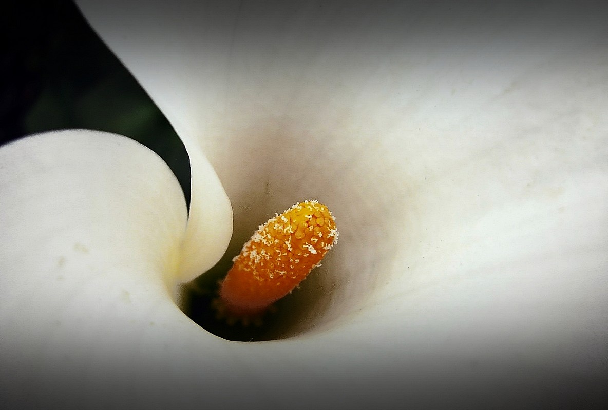 אורלי דורון