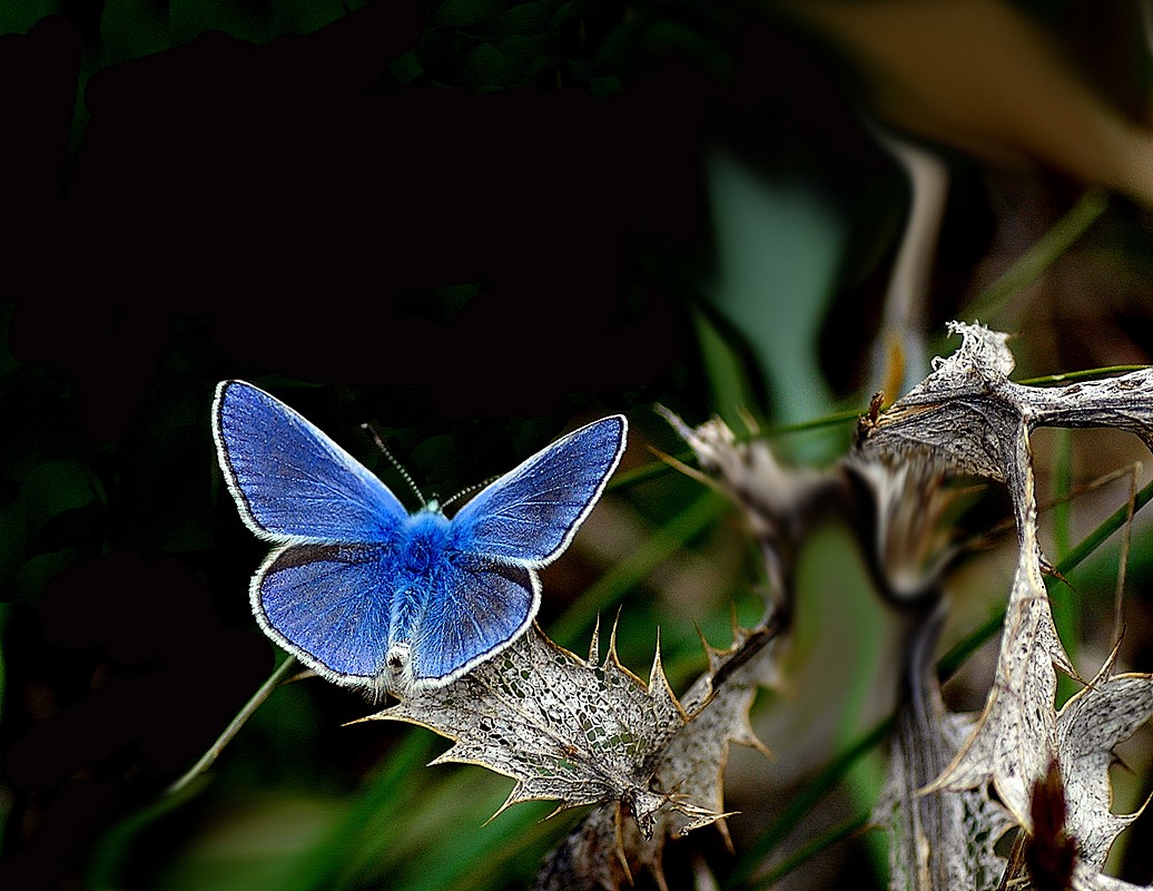 מצגת תמונות של פרפרים | צילום פרפרים