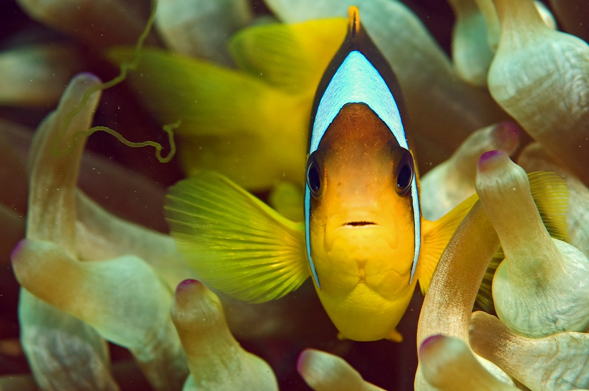 צילום: אורן כהן